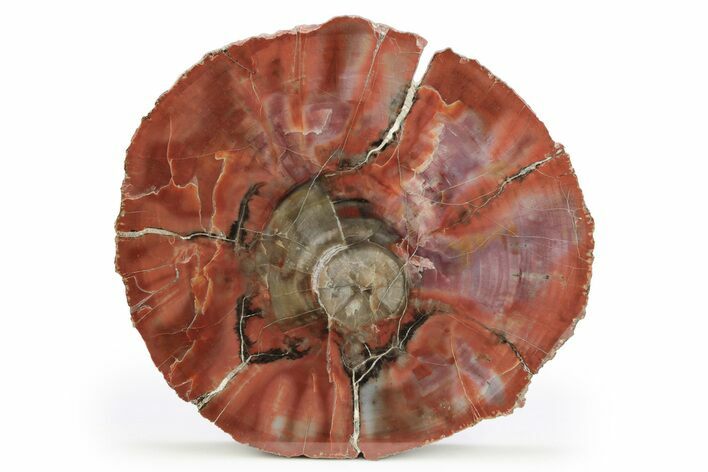 Rainbow Colored, Polished Petrified Wood Round - Arizona #248642